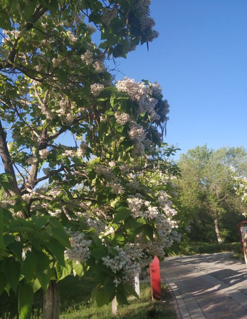 乌鲁木齐市花是什么树(乌鲁木齐有什么树)