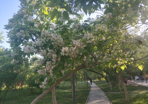 乌鲁木齐市花是什么树(乌鲁木齐有什么树)