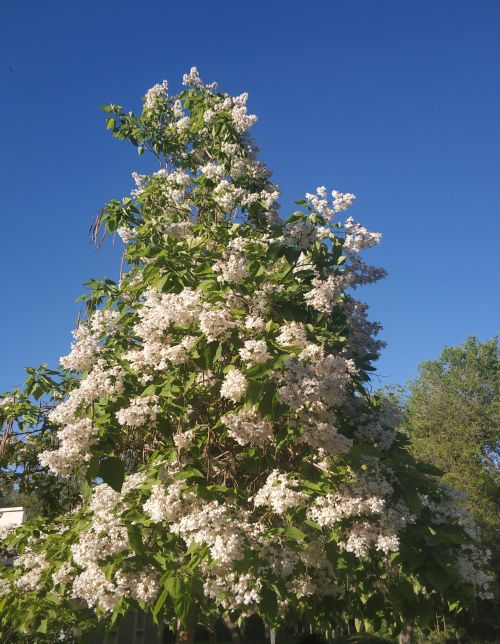 乌鲁木齐市花是什么树(乌鲁木齐有什么树)