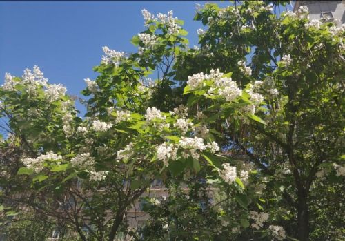 乌鲁木齐市花是什么树(乌鲁木齐有什么树)