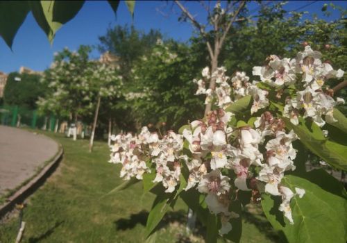 乌鲁木齐市花是什么树(乌鲁木齐有什么树)