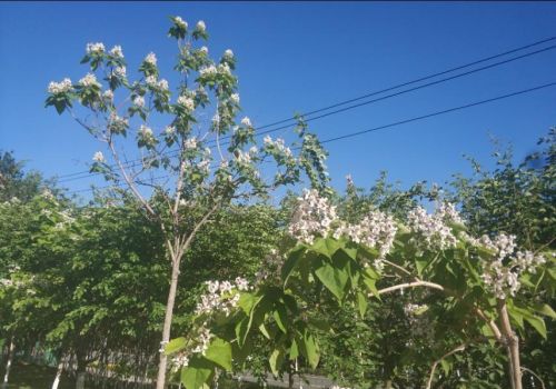 乌鲁木齐市花是什么树(乌鲁木齐有什么树)