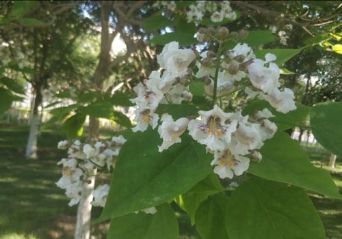 乌鲁木齐市花是什么树(乌鲁木齐有什么树)