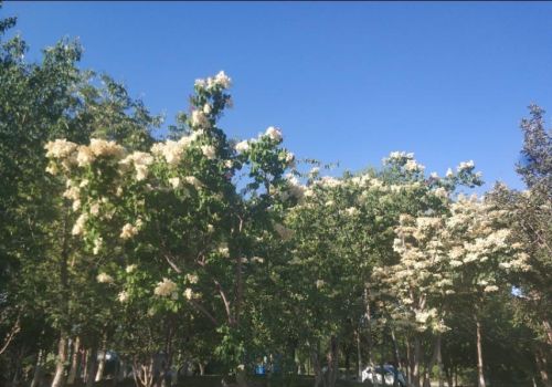 乌鲁木齐市花是什么树(乌鲁木齐有什么树)