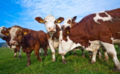牛的交配与繁殖,奇怪的知识又增加了什么(牛的交陪)