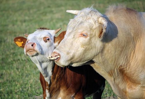 牛的交配与繁殖,奇怪的知识又增加了什么(牛的交陪)