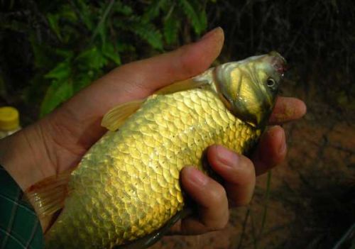 河里钓到金色鲫鱼的预兆(河里钓的金色的鱼叫什么鱼)