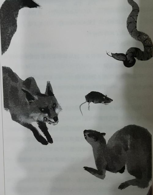 黄鼠狼跟狐狸(黄鼠狼和狐狸吵架歇后语是什么)