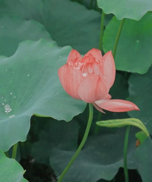 一切因缘而生一切因缘而灭(一切因缘而起因念而生什么意思)