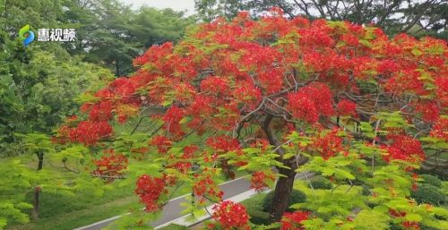 凤凰花开的入口(凤凰花开下一句是什么)