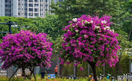 南宁开花的树(南宁路边花树)