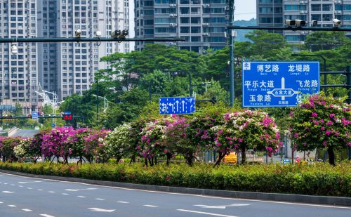 南宁开花的树(南宁路边花树)