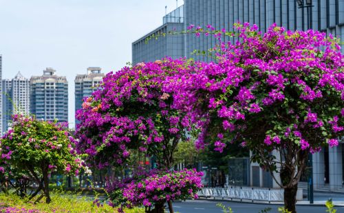 南宁开花的树(南宁路边花树)