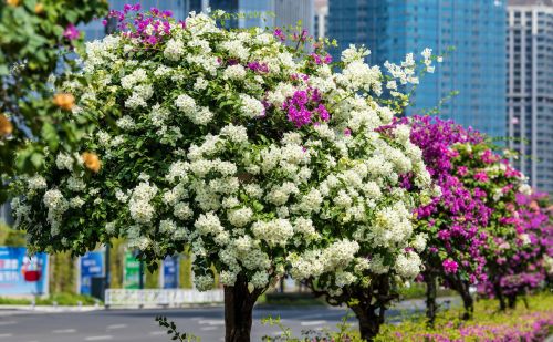 南宁开花的树(南宁路边花树)