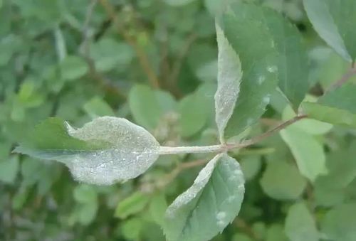 杜鹃花怎么浇水用什么水(杜鹃花浇水注意事项)