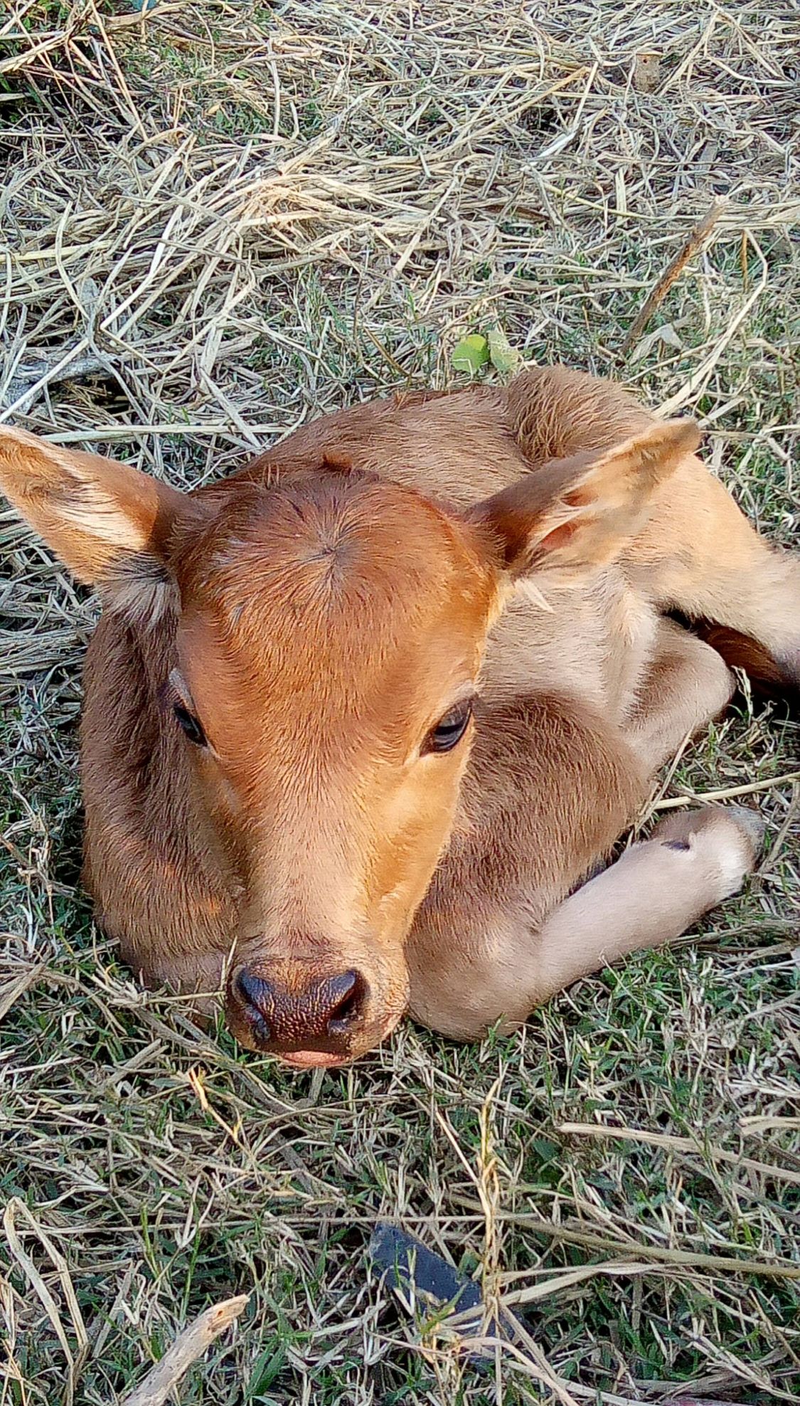 初生牛犊怕什么(初生牛犊不怕什么?)