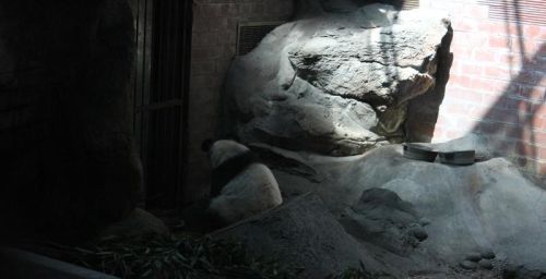 你所没见过的大熊猫憨态：打滚、发呆还求食
