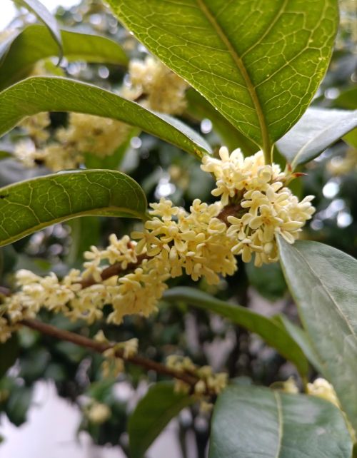 迟来的桂花从月亮里走出来是什么歌(迟来的桂花从月亮里走出来仿写句子)