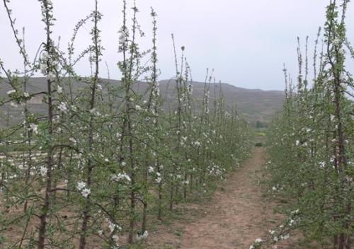 如何促进苹果幼树提早开花结果?(苹果树怎样才能开花)