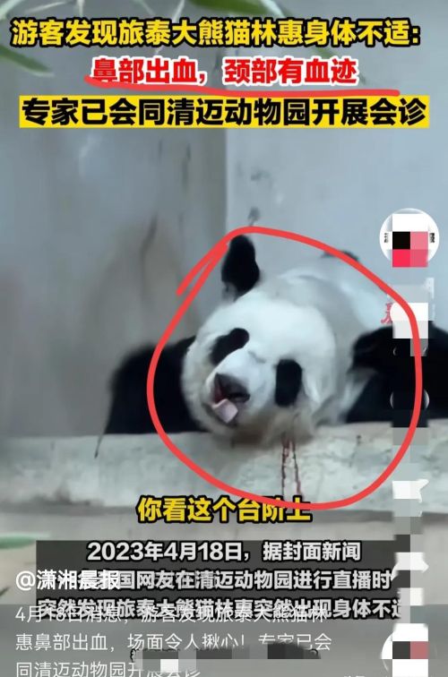  泰国这是要干啥？能赔多少钱？两只大熊猫都被他们养没了！