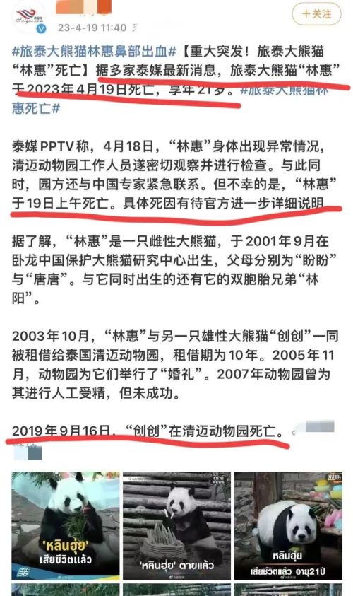  泰国这是要干啥？能赔多少钱？两只大熊猫都被他们养没了！