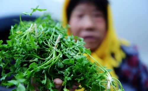 冬季常见野菜(冬季野菜大全 可食用)