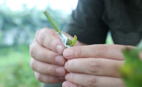 葡萄绿枝嫁接如何釆接穗(葡萄绿枝嫁接几天成活)