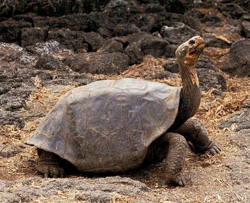 加拉帕戈斯象龟介绍(加拉帕戈斯象龟是几级保护动物)