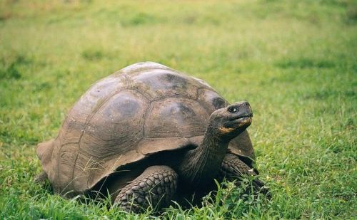 加拉帕戈斯象龟介绍(加拉帕戈斯象龟是几级保护动物)