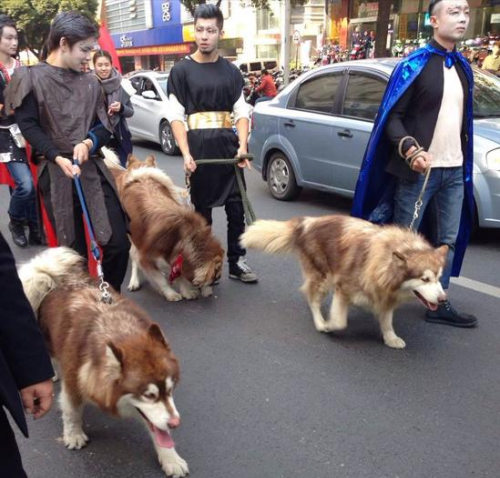 阿拉斯加犬十大好处(阿拉斯加犬好处和坏处)