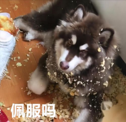 阿拉斯加犬十大好处(阿拉斯加犬好处和坏处)