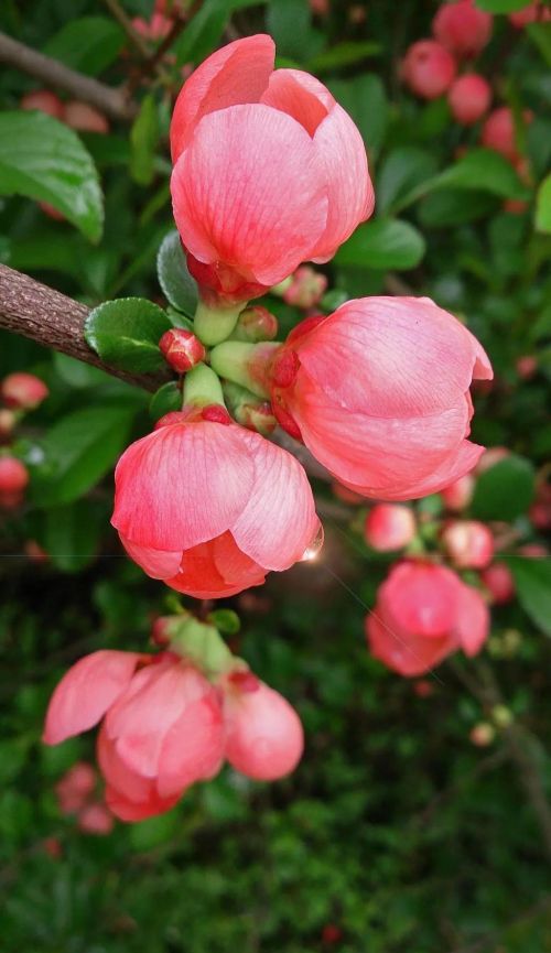 粉红色花的照片(粉红色的花的图片大全 最美)