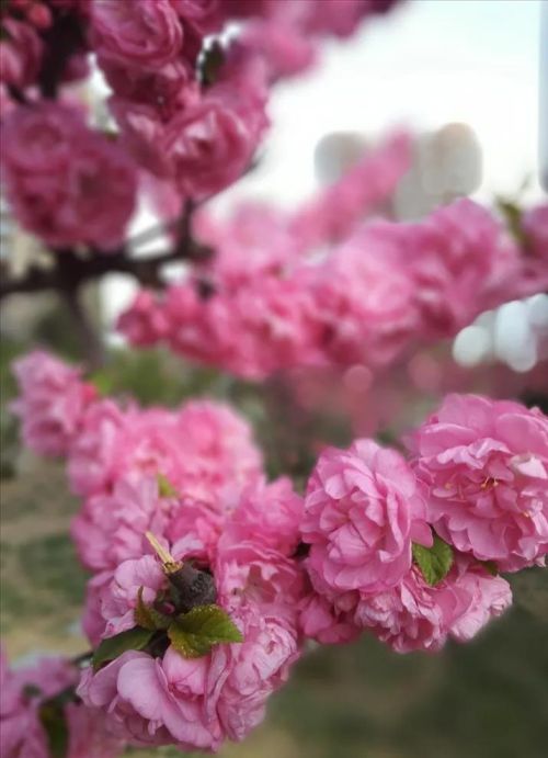 粉红色花的照片(粉红色的花的图片大全 最美)