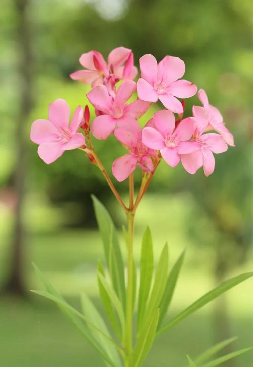 粉红色花的照片(粉红色的花的图片大全 最美)