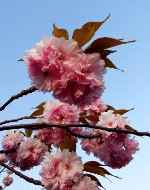 粉红色花的照片(粉红色的花的图片大全 最美)