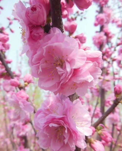 粉红色花的照片(粉红色的花的图片大全 最美)