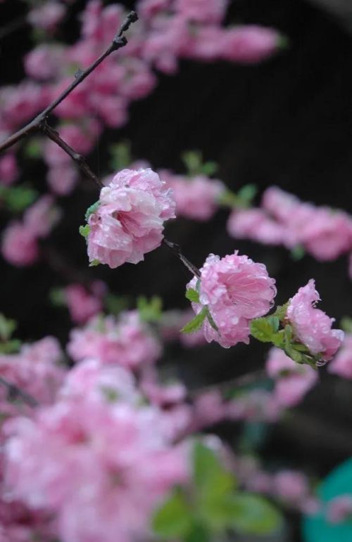 粉红色花的照片(粉红色的花的图片大全 最美)