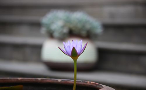 大邑新场古镇景点介绍(大邑新场古镇天气预报)