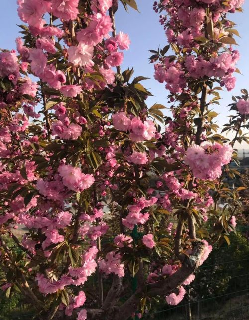 粉红色花的照片(粉红色的花的图片大全 最美)