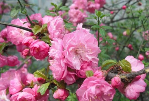 粉红色花的照片(粉红色的花的图片大全 最美)