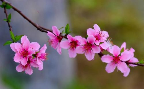 粉红色花的照片(粉红色的花的图片大全 最美)