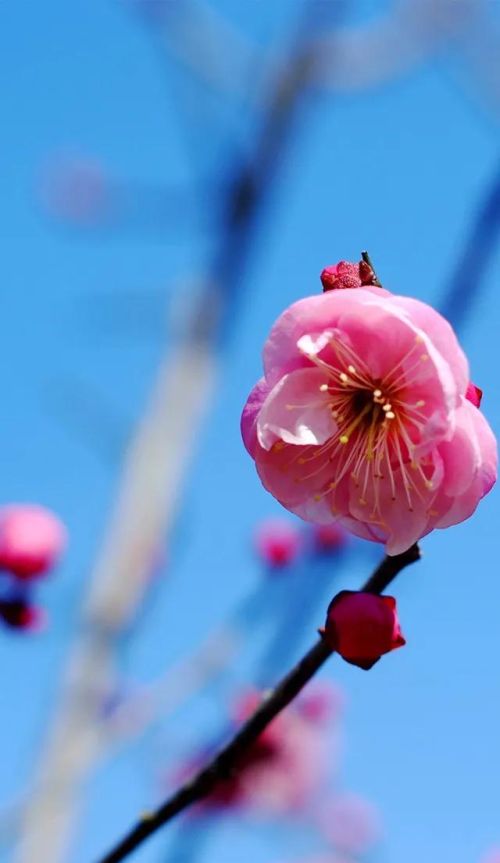 粉红色花的照片(粉红色的花的图片大全 最美)