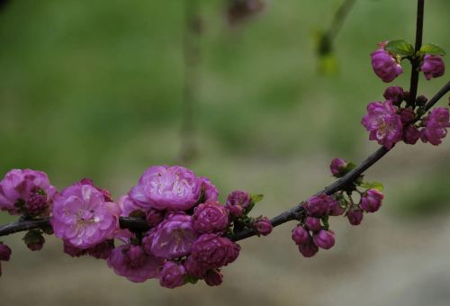 粉红色花的照片(粉红色的花的图片大全 最美)