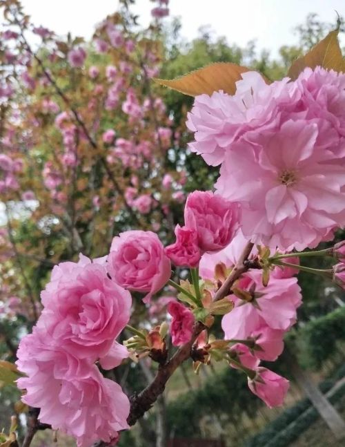 粉红色花的照片(粉红色的花的图片大全 最美)