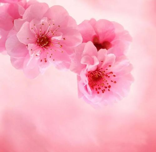 粉红色花的照片(粉红色的花的图片大全 最美)