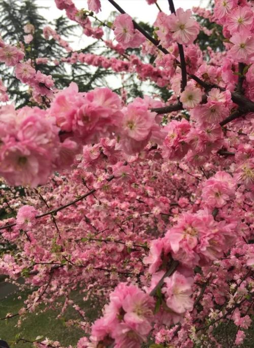 粉红色花的照片(粉红色的花的图片大全 最美)