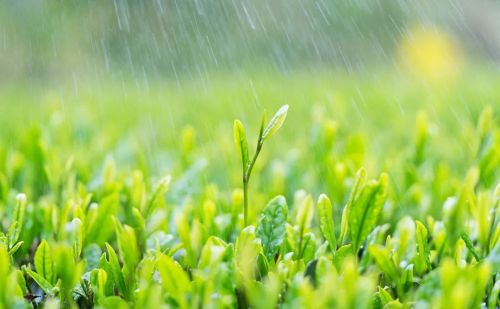 今日谷雨 | 你不知道的养生秘诀！