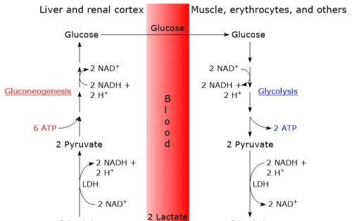葡萄糖到乳酸过程(葡萄糖产生乳酸产生多少个atp)