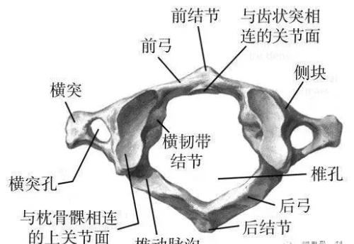 脊椎颈椎腰椎胸椎分布图(脊柱颈椎胸椎腰椎骶椎分布图示)