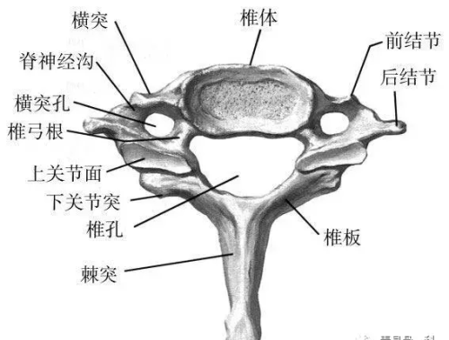 脊椎颈椎腰椎胸椎分布图(脊柱颈椎胸椎腰椎骶椎分布图示)